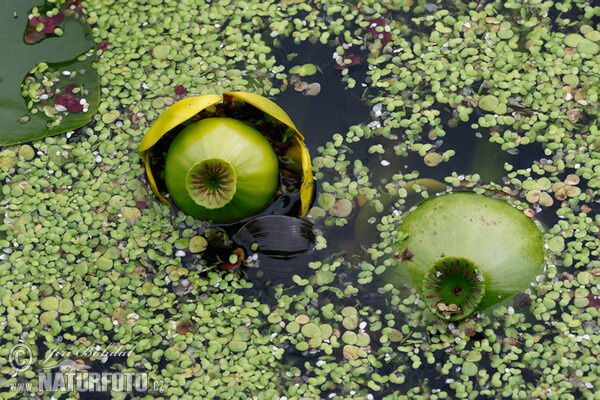 Yellow Water-lily (Nuphar lutea)
