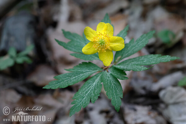 Yellow Wood Anemone (Anemone ranunculoides)