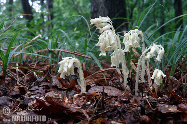 Yelow Bird's-nest (Monotropa hypopitys)