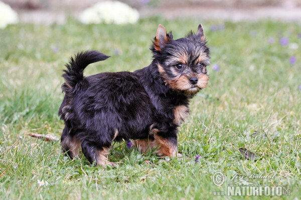 Yorkshire Terrier (Canis lupus familiaris)