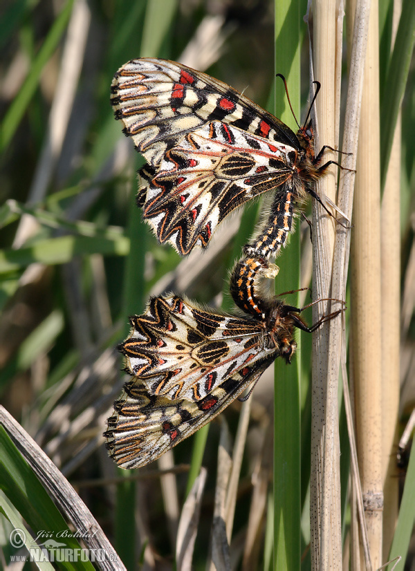 Zerynthia polyxena