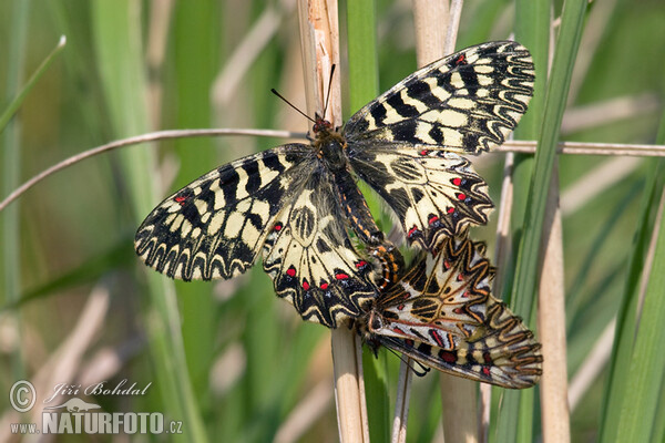 Zerynthia polyxena