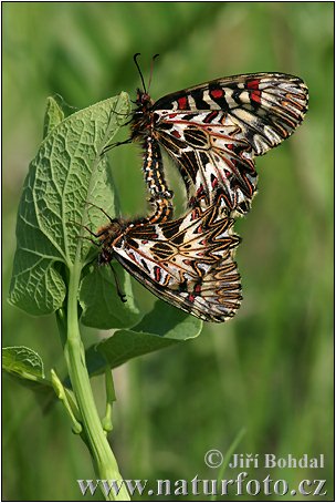 Zerynthia polyxena