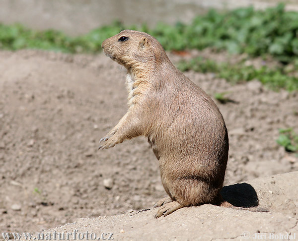 Zwartstaartprairiehond