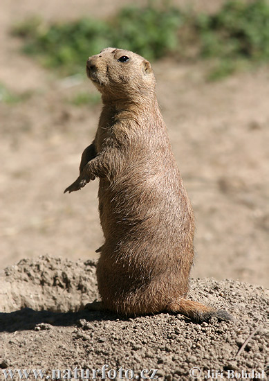 Zwartstaartprairiehond