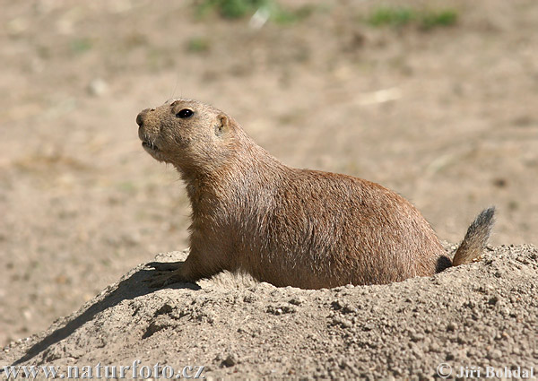 Zwartstaartprairiehond