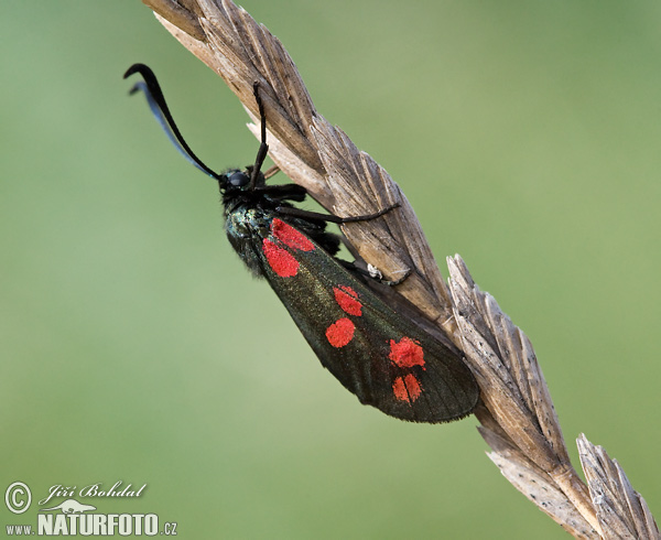 Zygaena