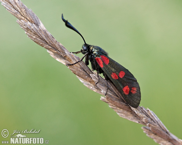 Zygaena filipendulae