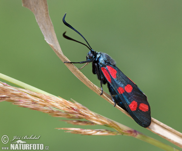 Zygaena filipendulae