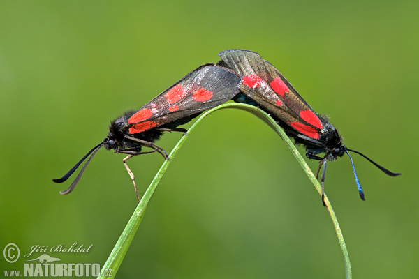 Zygaena viciae