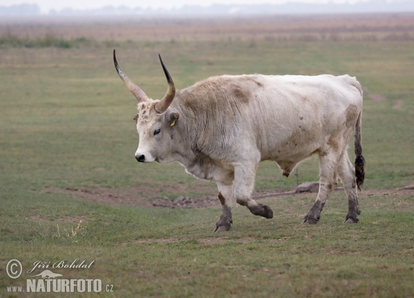 गाय