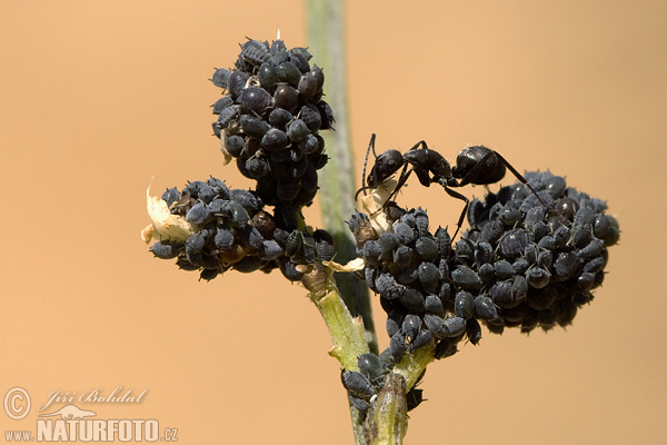 அசுவுணி