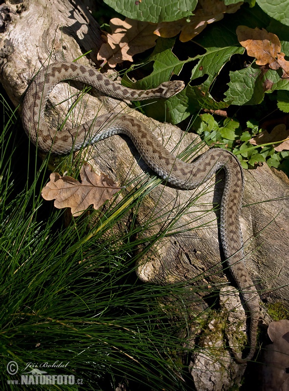 ヨーロッパクサリヘビ