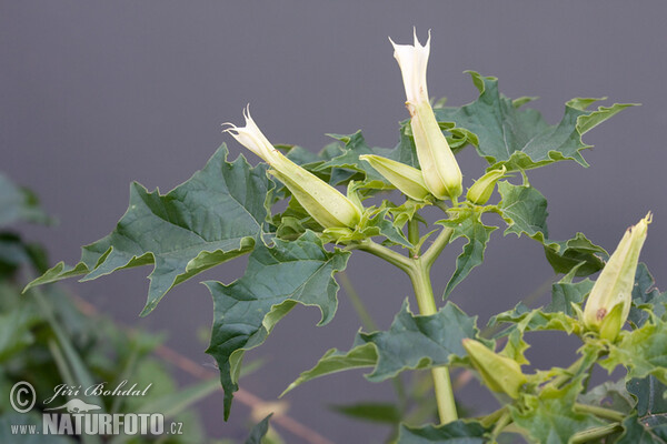 曼陀罗花