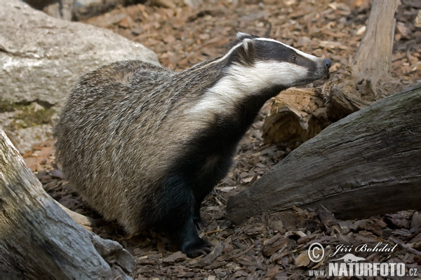 獾(meles meles)