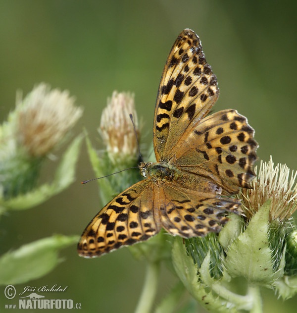 綠豹斑蝶