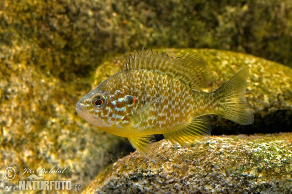 駝背太陽魚