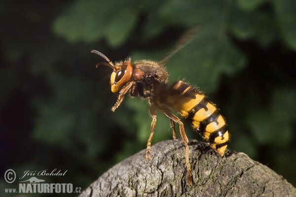 黃邊胡蜂