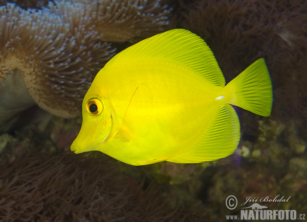 黃高鰭刺尾魚