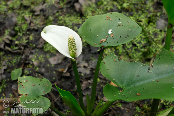 산부채