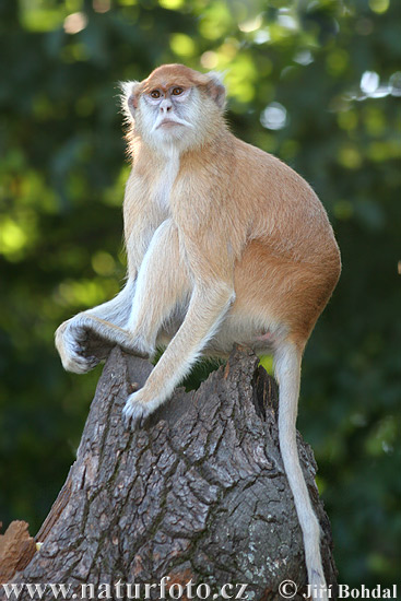 파타스원숭이