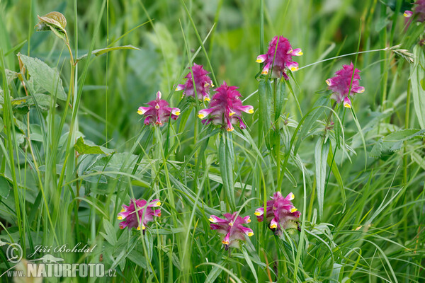 �ernýš hřebenitý