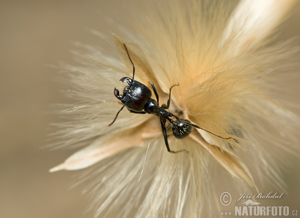 �niwiarka zwyczajna