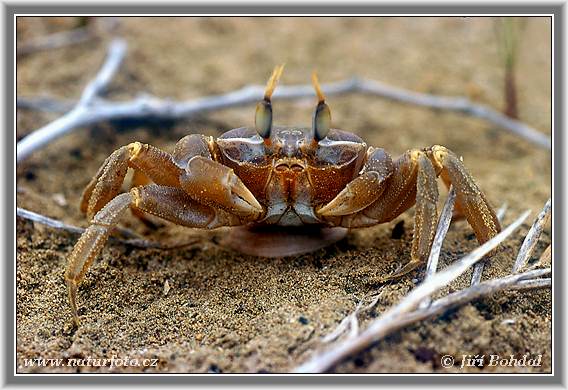 �ולון החוף