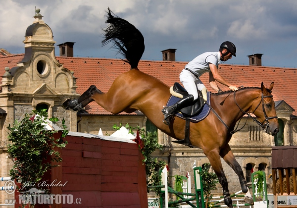 Кінь свійський