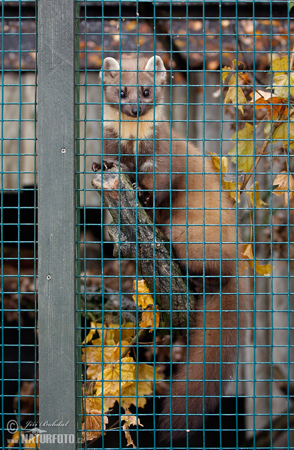 خز الصنوبر الأوروبي