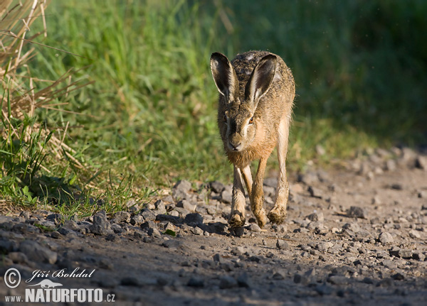 Заєць сірий