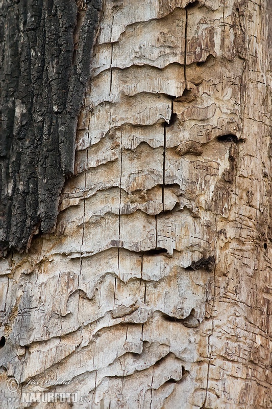 Голям сечко