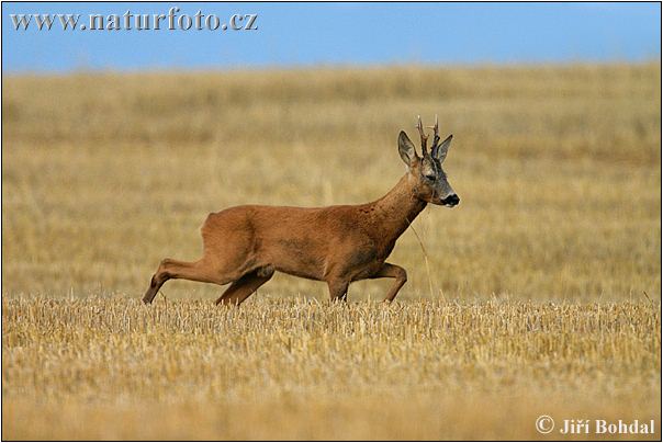Сарна європейська