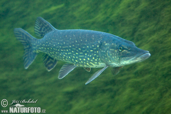 �مك الكراكي