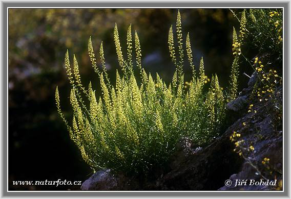 Резеда жёлтая
