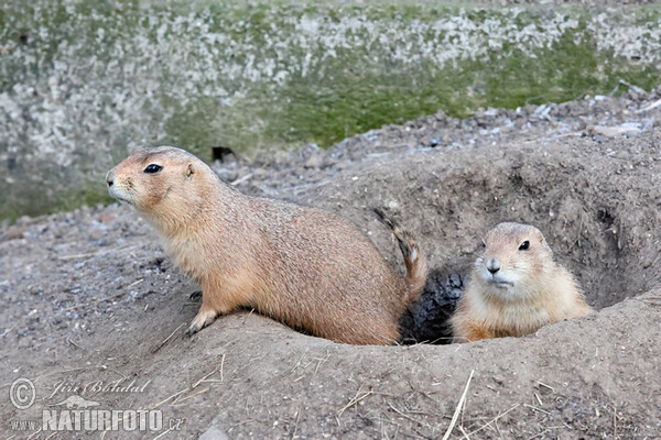 كلب البراري أسود الذيل