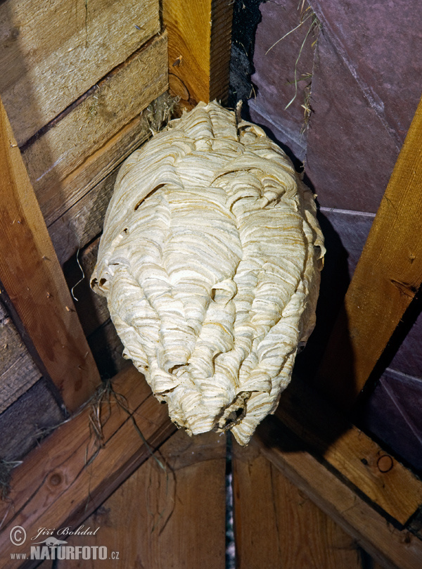 �эршань еўрапейскі