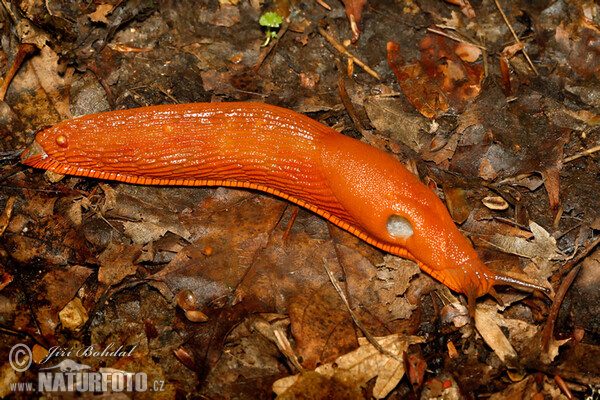 Красный придорожный слизень
