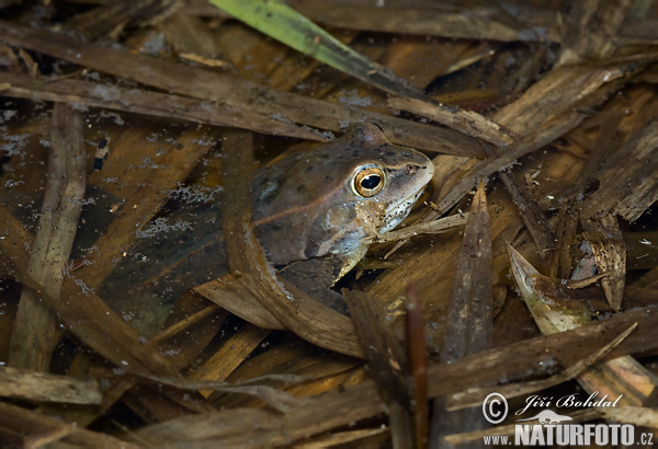 �فدع الحقول