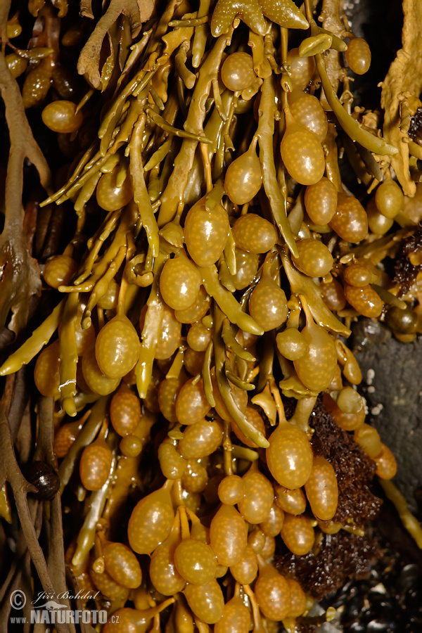 �وقس زقياني