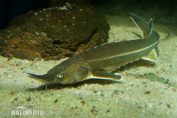 Дугоноса кечига