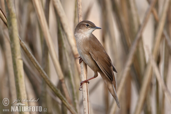 Салаўіны цвыркун