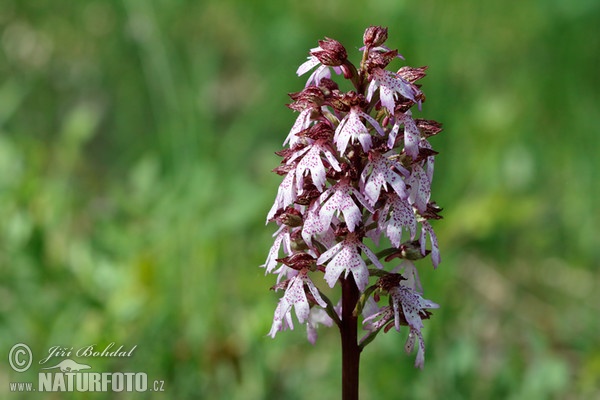 Ятрышник пурпурный