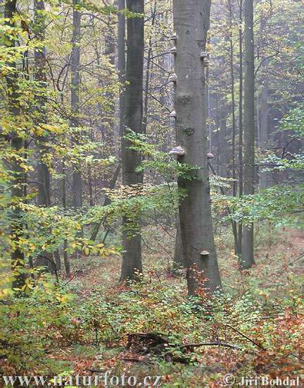 същинска праханова гъба