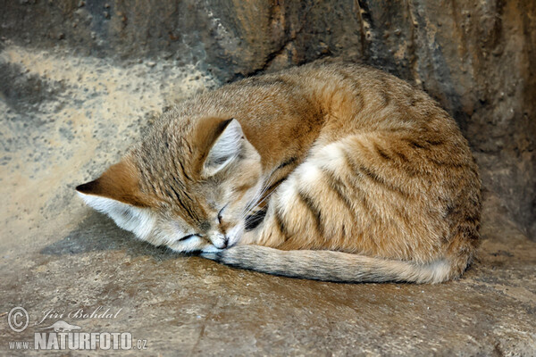 Барханный кот