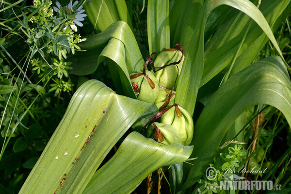 Познацвет асенні