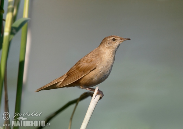 Тръстиков цвъркач