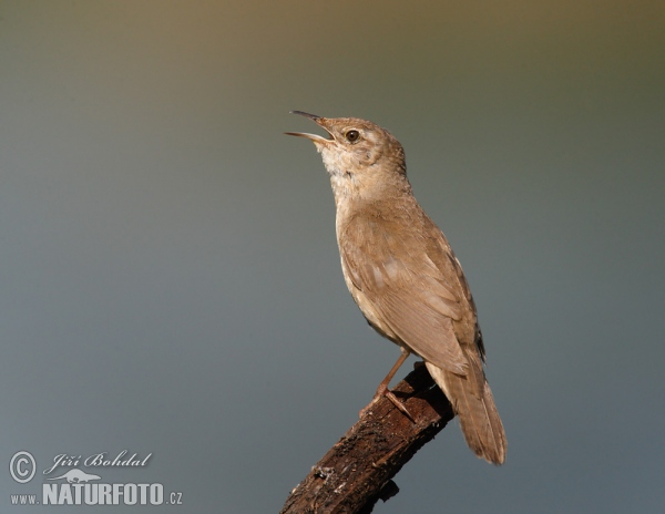 Тръстиков цвъркач