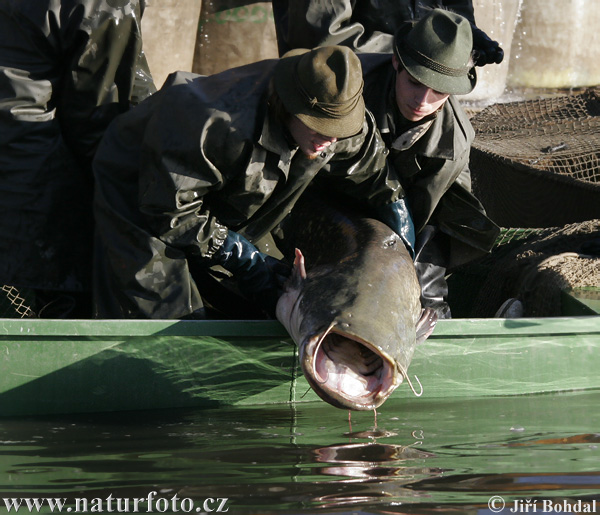 �رموط ويلس