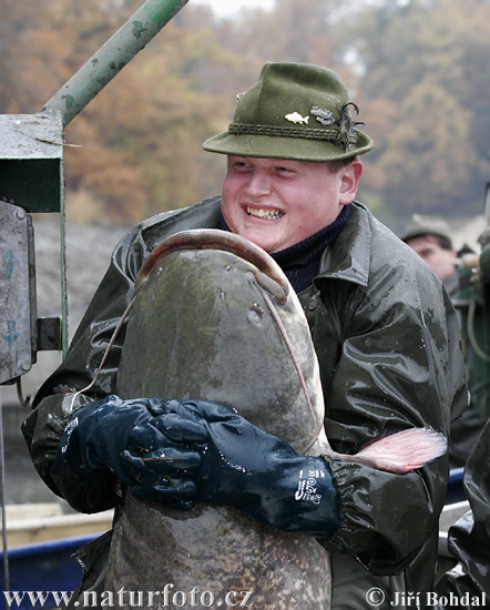 �رموط ويلس